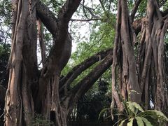 -瑞丽独树成林风景区