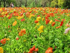 -上海共青森林公园