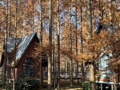 -黄海国家森林公园