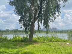 -鹤之洲湿地公园