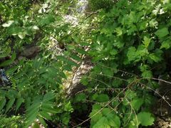 -原山国家森林公园