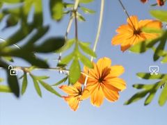 -武汉紫薇都市田园