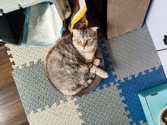 -纳吉亚猫专科动物医院·北北分院