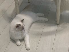 -喵的天空名猫咖啡馆·撸猫·猫舍·用品