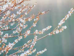 -广州市流溪河国家森林公园