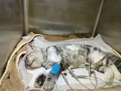 -北京派仕佳德动物医院·超导核磁·CT·神经科·骨科·内外科·急重症管理中心