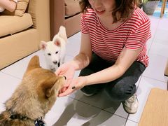 -柴务处·柴犬主题狗咖