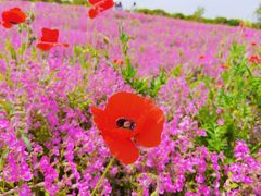 -花开海上生态园