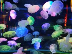 -太平洋海底世界