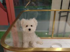 -FAELING PETS美天灵宠物(合生汇店)