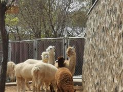 -石家庄市动物园