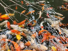 -南宫五洲植物乐园