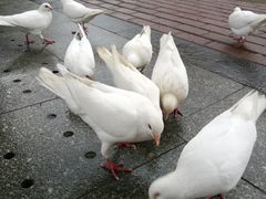 -王府井奥莱临潼小镇(临潼店)