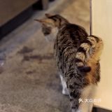 咖啡特调还行| 店内全员恶人