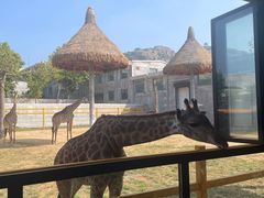 -西霞口神雕山野生动物世界