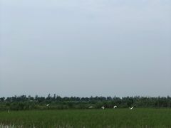 -漩门湾国家湿地公园