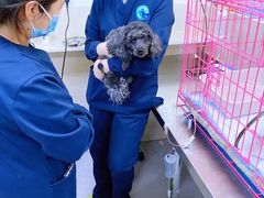 -喜多萌中农锦绣动物医院24H·猫科·牙科MRI·CT