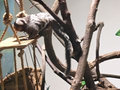 -上海大自然野生昆虫馆(东方明珠·爬宠昆虫探索中心)