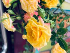 -Rabbit Cafe私房西餐甜点咖啡(栖霞路店)