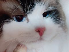 -家有小宠宠物美容(双楠街店)