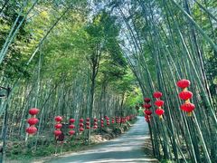 -铁山坪森林公园