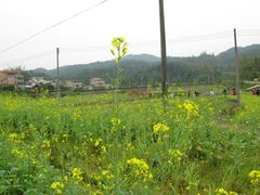 -红山村