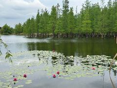 -白鹭湾湿地公园