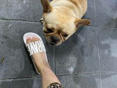 -顺德哥卜卜贝(旗舰店)