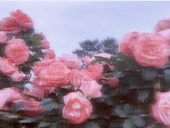 -名花谷生态庄园