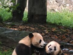-都江堰中华大熊猫苑
