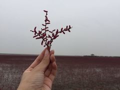 -红海滩国家风景廊道