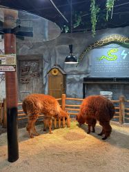 -Zoolung Zoolung动物主题公园(海信广场店)