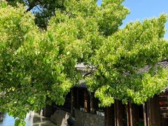-乌镇东栅景区