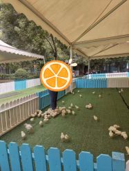 -萌宠亲子动物乐园(槐房万达店)