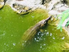 -清迈夜间动物园