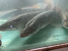 -煲来饱去冷水鱼