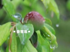-香雪海