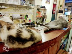 -猫色咖啡·猫咖