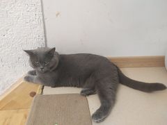 -猫在这儿猫咪咖啡馆·撸猫馆