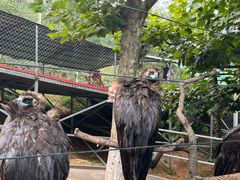 -西霞口神雕山野生动物世界