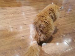 -绒爪撸猫下午茶·猫咖