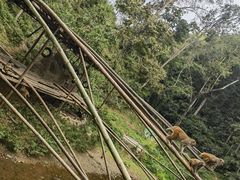 -西双版纳原始森林公园