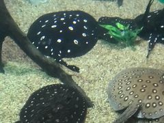 -瑞普利水族馆