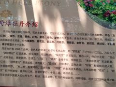 -曹州牡丹园