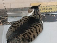 -派特宠物医院(圆融广场店)