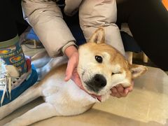 -喜柴咖啡·柴犬狗咖