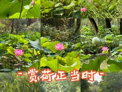 -洛阳市隋唐城遗址植物园