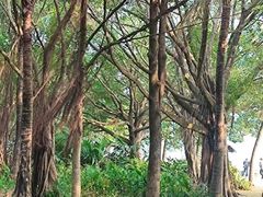-深圳湾公园(南山区)