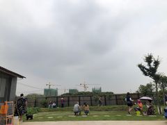 -南汇新场正宗水蜜桃采摘