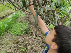 -塘栖枇杷特色园区